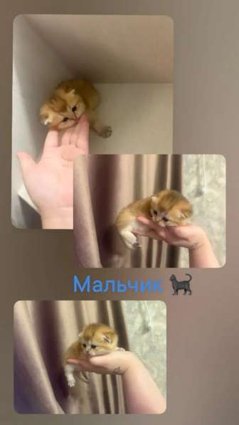 Котята шиншилы в Михайловке фото 6