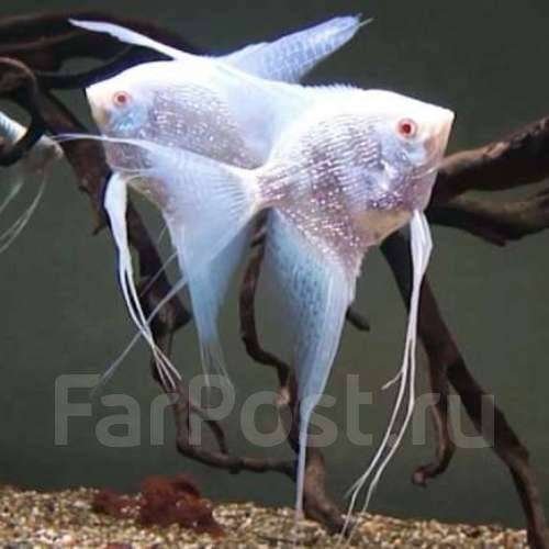 Аквариумные растения и редкие Скалярии в Санкт-Петербурге фото 5