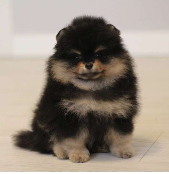 Pomeranski Mini Shpic Pomeranian Spitz Померанские Мини шпиц в фото 6