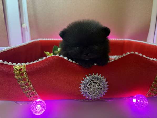 Щенки померанского шпица