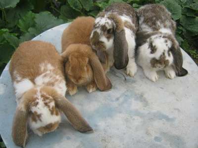 Кролики гиганты Фландр, Ризен, Баран.