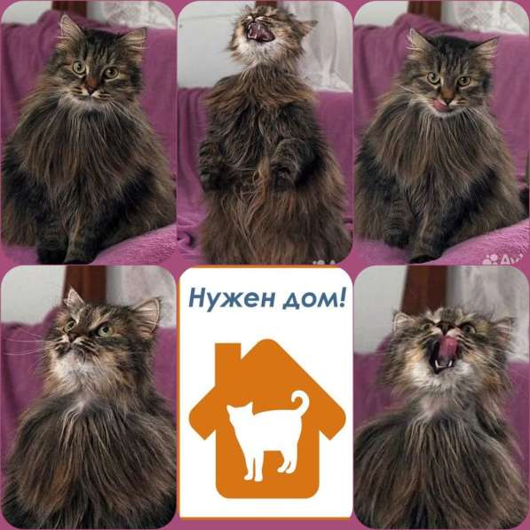 Кошка Мышка даром