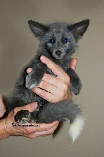 Домашние лисы и лисята разных окрасов в Москве фото 3