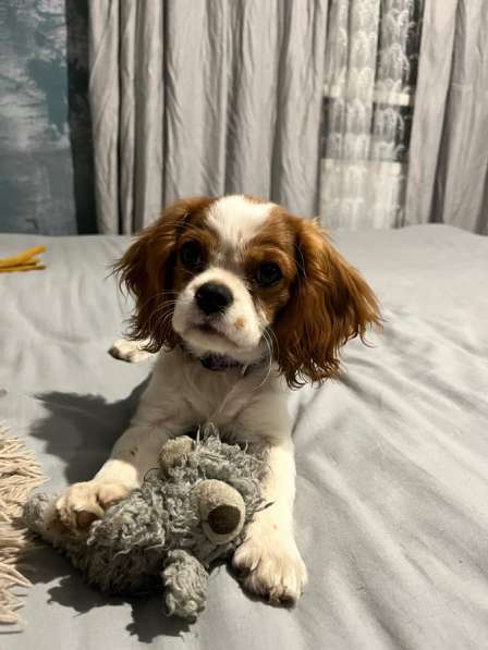 Charles Кинг спаниель в Краснодаре