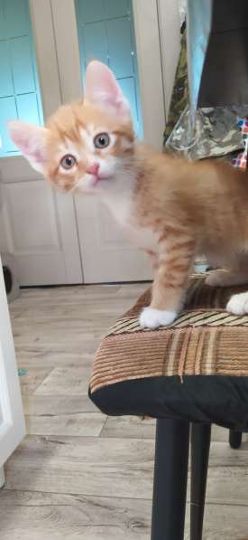 ЛАСКОВЫЕ СОЛНЫШКИ в Твери