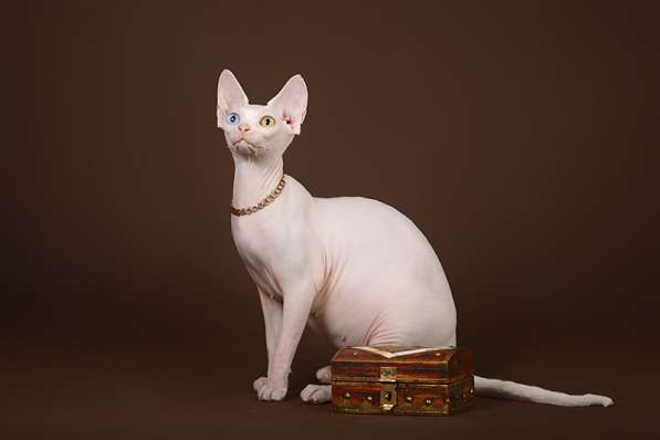 Роскошные из питомника котята Эльф, Бамбино, сфинкс