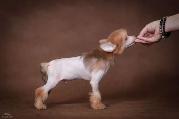 Голый мальчик Китайской хохлатой собаки в Москве фото 15