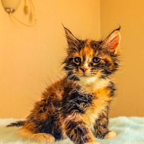 Котята породы Мейн Кун. Все документы в фото 10