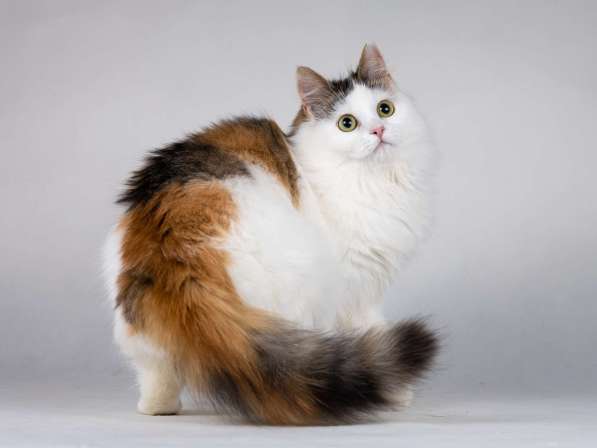 Молодая сибирская трехцветная кошечка Зая в дар