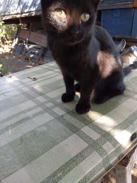 Самый лучший котенок в фото 9