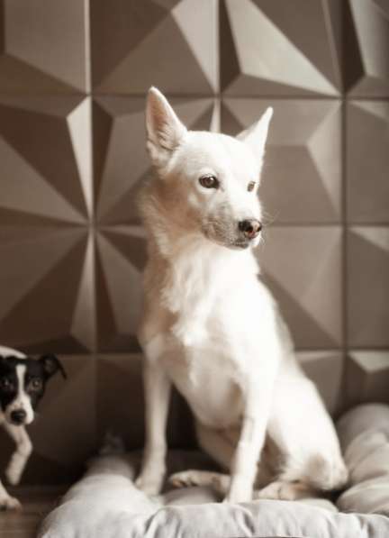 Маленькая белая собачка Белка в дар в Москве фото 3