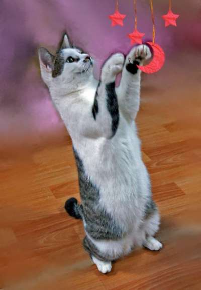 домашний клоун Яха в Санкт-Петербурге фото 7