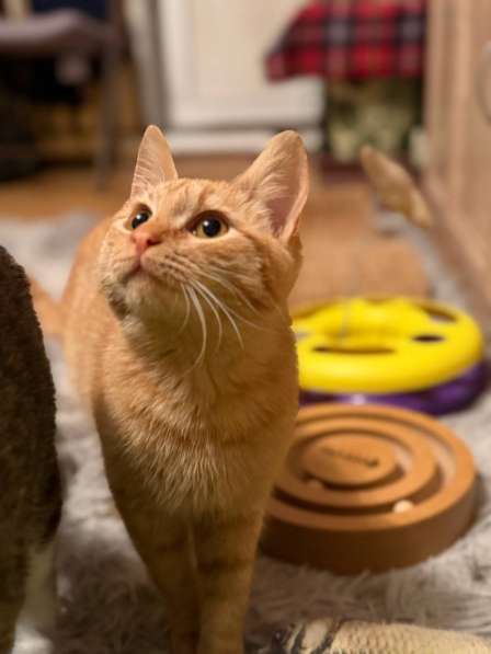 Хороший ласковый котёнок-рыжик в Санкт-Петербурге фото 3
