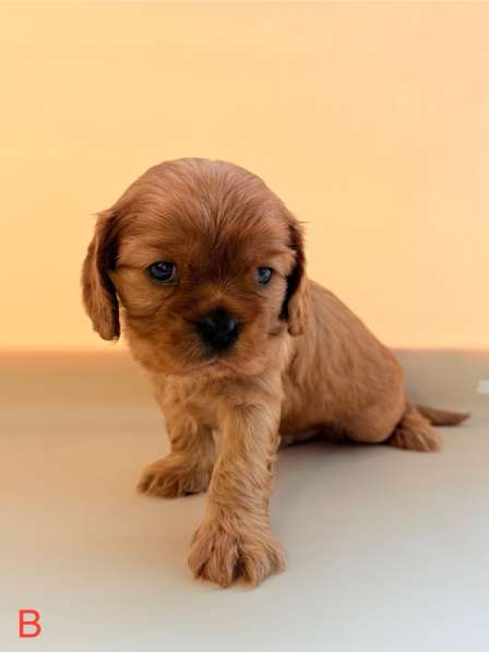 Щенки кавалер Кинг Чарльз спаниель в Москве фото 9