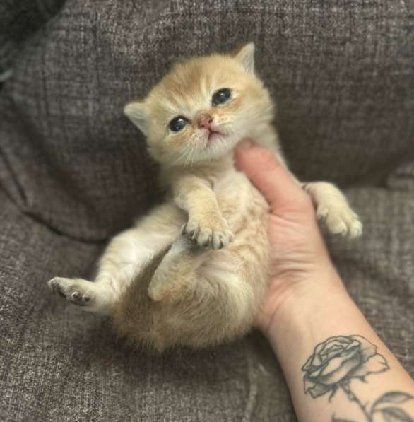 Котёнок золотая шиншилла