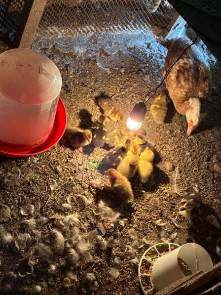 Утята в Волгограде