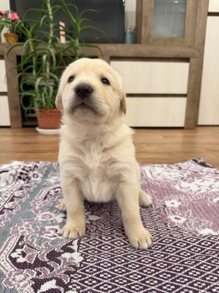 Щенки, отдаем даром, в добрые руки в Тольятти фото 5