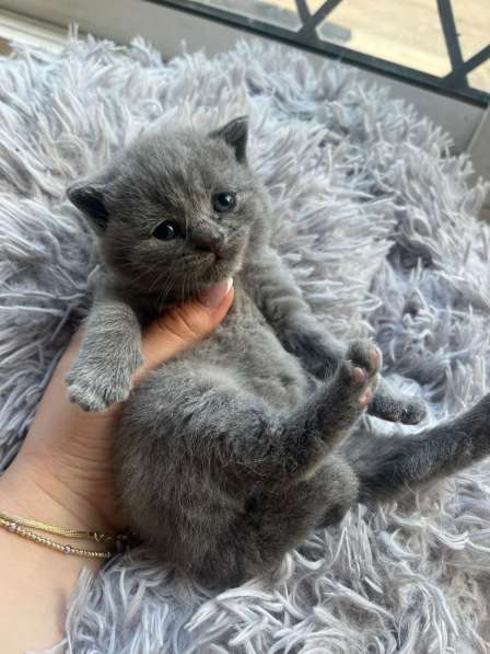 ? Продаются котята British Shorthair – Лондон ?? в 