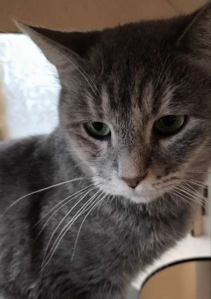 Красивая кошка Конфетка в добрые руки в Москве фото 4