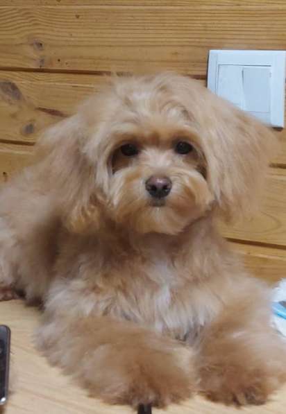 Мальтипу щенок