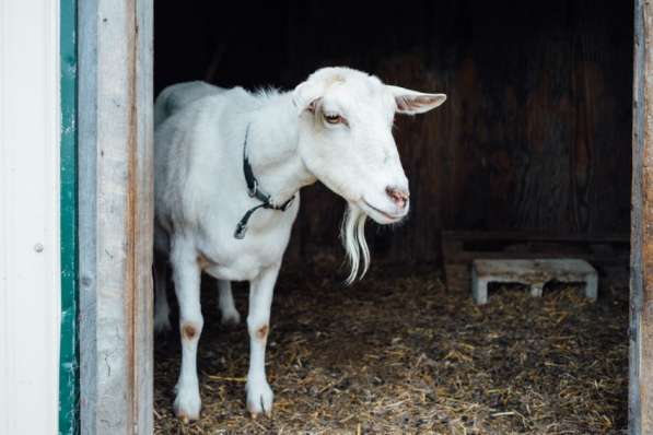 Продаются козы в Светлограде фото 8