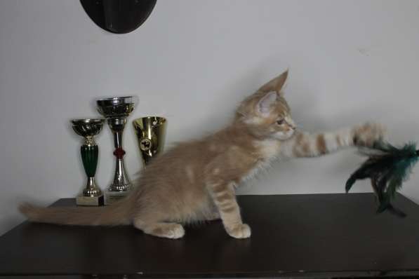 Котята мейн-кун в Брянске фото 3