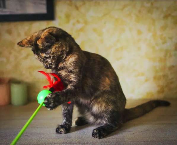 Кошечка Альфа в добрые руки в Москве фото 13