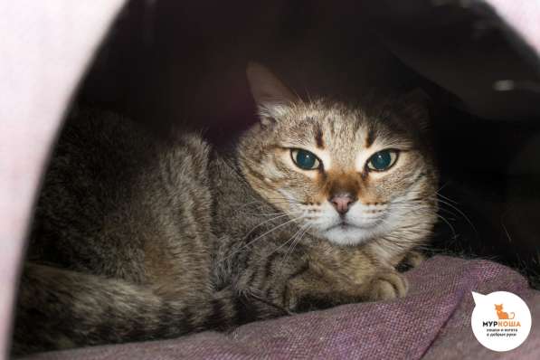 Скоро ли Кендис встретит своего хозяина в Москве фото 3