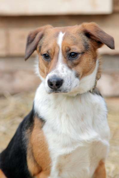 Метис бигля Мисти в дар