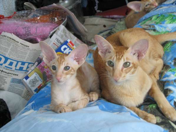 Ориентальные и сиамские котята в Тюмени фото 14