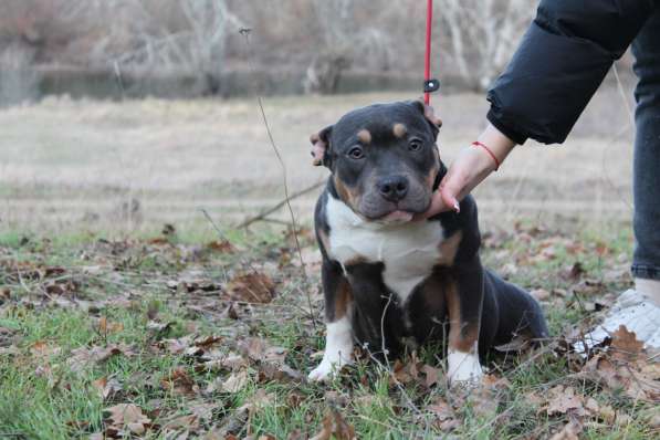 Породные щенки Американ Булли в фото 14