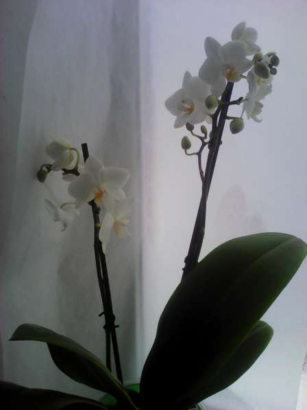 В наличии орхидеи цветущие и не цветущие в фото 4