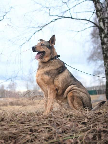 Большой добрый Борман ищет семью в Москве фото 11