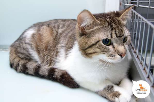 Кошка Киана ищет дом в Москве