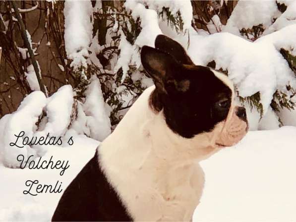 Бостон терьер - щенки от Чемпионов в Санкт-Петербурге фото 3