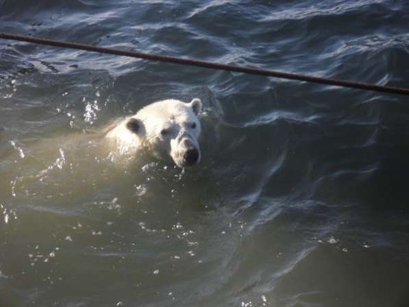 Грузоперевозки в омске в Омске фото 5