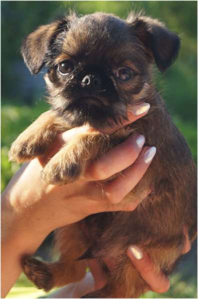 Щенки Брюссельский гриффон и пти-брабансон в Москве фото 5