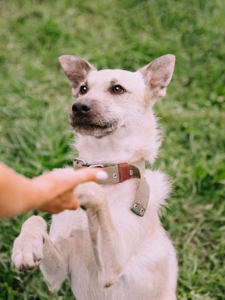 Белоснежный красавец Шумахер, молодой особенный пес в дар в Москве фото 4