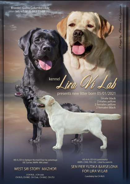 Питомник LIRA VI LAB предлогае щенков в Иркутске фото 23