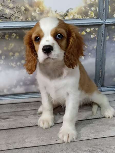 Кавалер Кинг Чарльз спаниель в фото 13