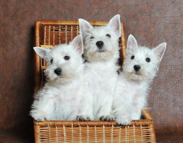 Щенки Вест хайленд вайт терьера в Москве фото 3