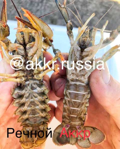 Австралийский красно-клещевой рак в Краснодаре фото 3