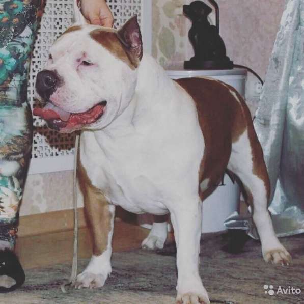 Шикарные милые щенки Амстаффа 2 месяца ркф в Москве фото 9