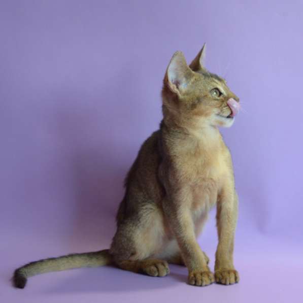 Абиссинский котик дикого окраса в фото 3