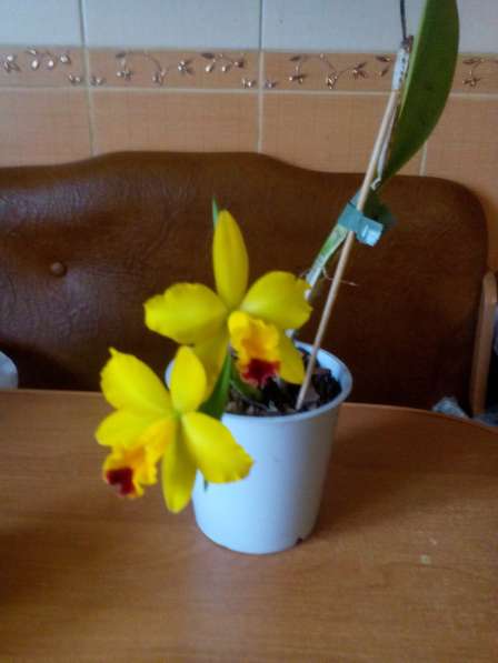 В наличии орхидеи цветущие и не цветущие в фото 12