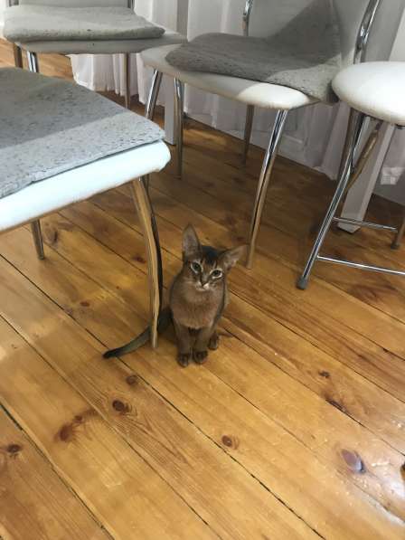 Абиссинский котик в Москве фото 3