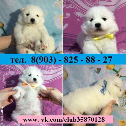 Щеночки Самоедской лайки Ми-ми Мишки в Пскове