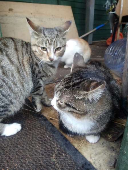 Котята ждут хозяев! в Москве фото 17