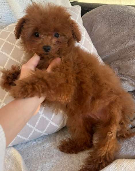 Poodle. Red girl