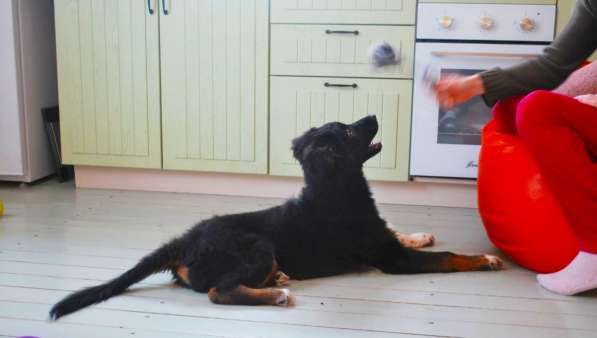 Щенок метис колли в Москве фото 4